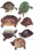 Longmans Reptiles