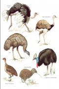 Read ebook : Longmans-Birds.pdf