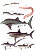Read ebook : Longmans-Fishes.pdf