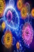 organ transplants and cellular memories